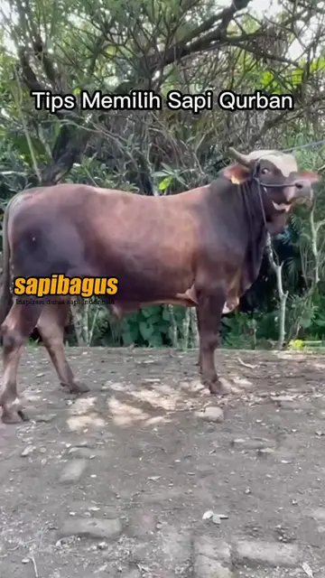 Tips-Memilih-Sapi-Qurban